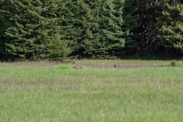 22585 Fatty Creek Rd, Bigfork, MT 59911
