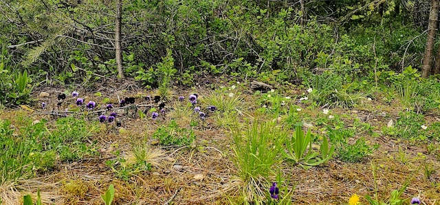 194 Whitetail Dr, Haugan, MT 59842 - view of undeveloped land