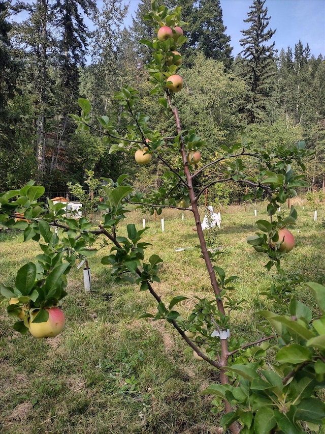 151 Handkerchief Creek Dr, Kalispell, MT 59901 - view of yard