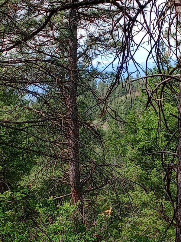 18711 Copper Ridge Trl, Florence, MT 59833 - view of tree filled area