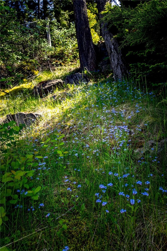 29137 Rocky Point Rd, Polson, MT 59860 - view of nature