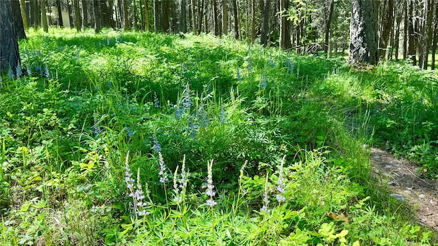 785 La Brant Rd, Bigfork, MT 59911 - view of nature