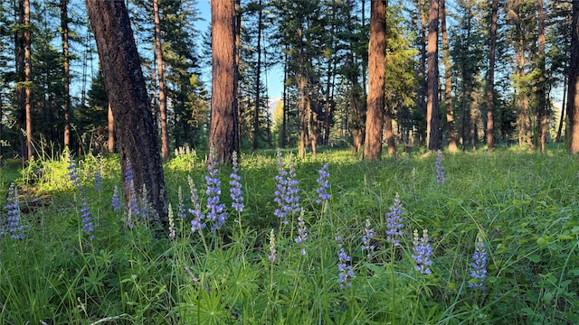 785 La Brant Rd, Bigfork, MT 59911 - view of local wilderness