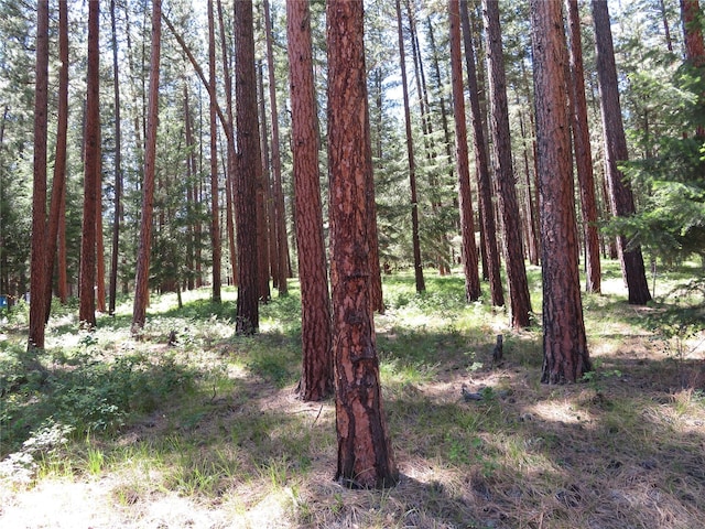 13567 Rosco Rd, Alberton, MT 59820 - view of tree filled area