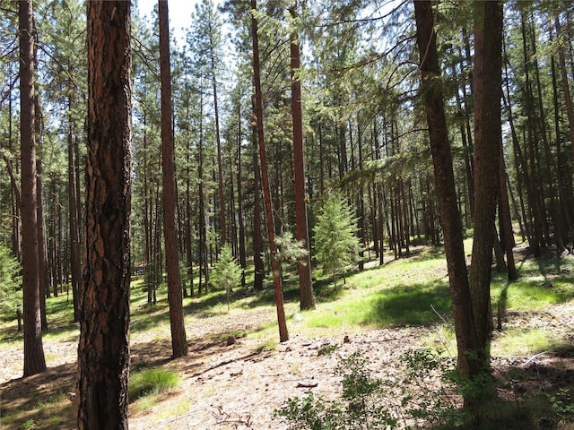 13567 Rosco Rd, Alberton, MT 59820 - view of tree filled area