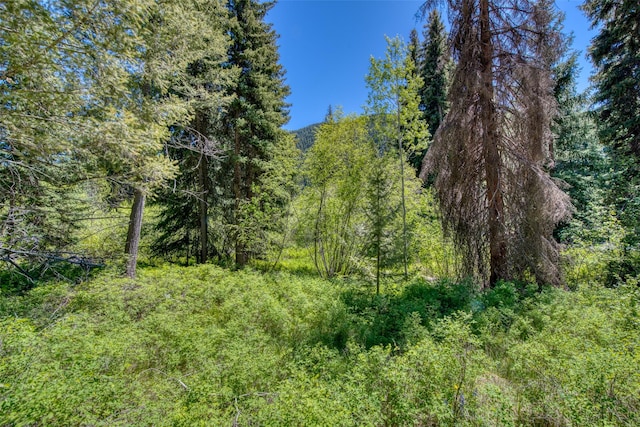 1795 E Fork Rd, Sula, MT 59871 - view of woods