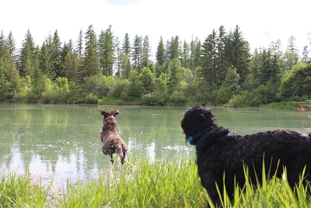 161 Hastings Trl, Columbia Falls, MT 59912 - water view featuring a heavily wooded area