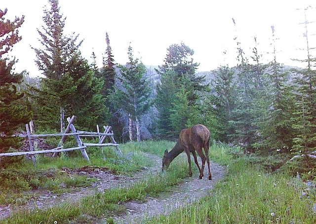 22 Indian Creek Rd, Townsend, MT 59644 - view of yard featuring a view of trees