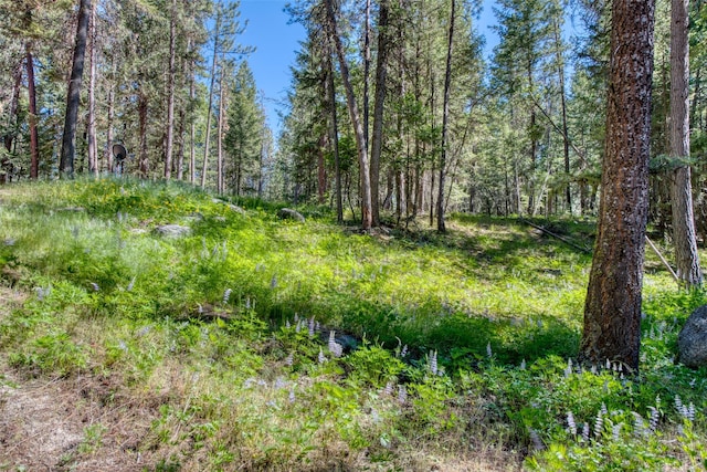 1062 Bear Creek Trl, Victor, MT 59875 - view of tree filled area