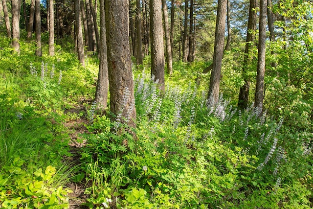 14690 Shore Acres Dr, Bigfork, MT 59911 - view of local wilderness