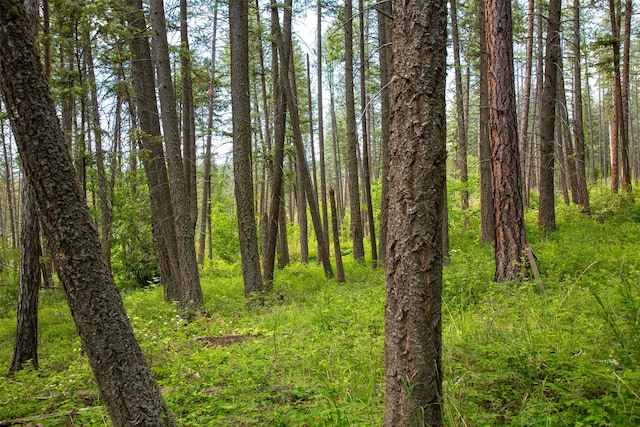 9230 Mt Highway 35, Bigfork, MT 59911 - view of wooded area