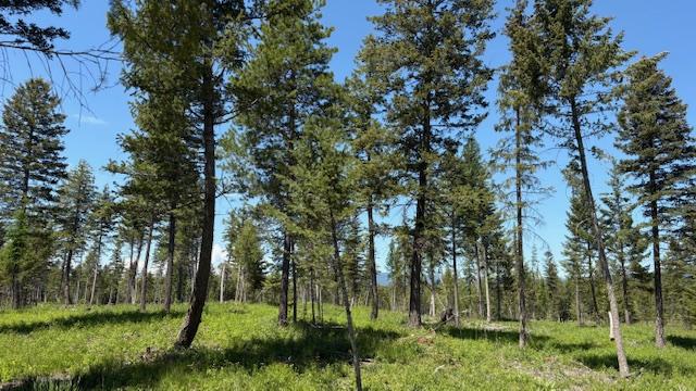 1068 Larch Ridge Trl, Columbia Falls, MT 59912