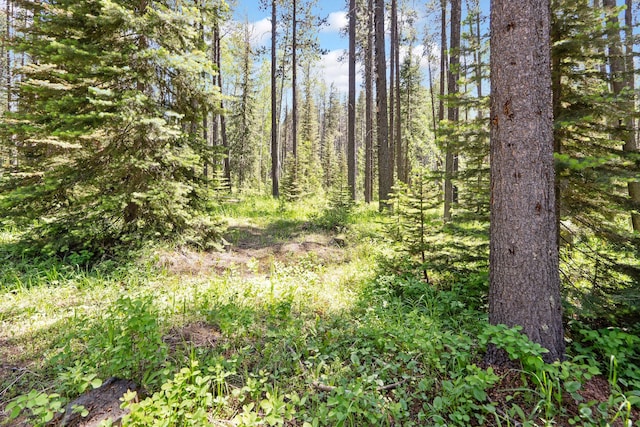 72 Giefer Creek Rd, Essex, MT 59916 - view of tree filled area