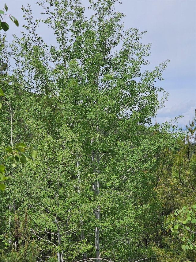 NHN Osprey Rd, Helmville, MT 59843