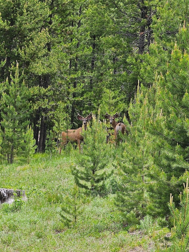 NHN Osprey Rd, Helmville, MT 59843
