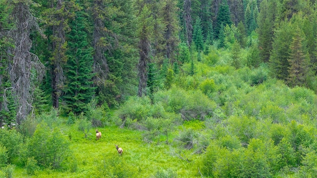 6343 Packer Creek Rd, Haugan, MT 59842 - view of woods
