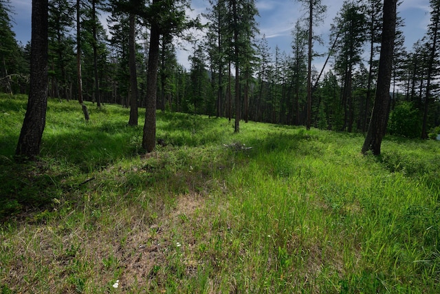 456 Gould Rd, Eureka, MT 59917 - view of tree filled area