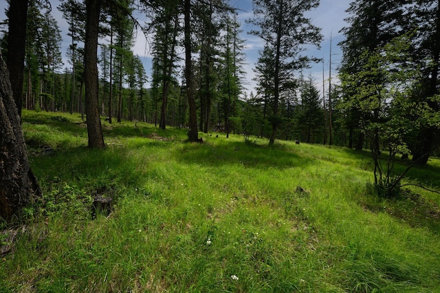 456 Gould Rd, Eureka, MT 59917 - view of tree filled area