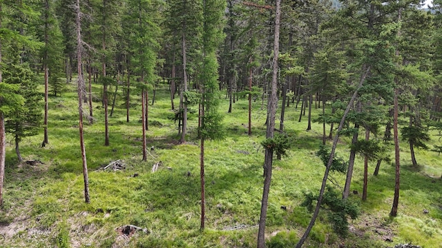 456 Gould Rd, Eureka, MT 59917 - view of tree filled area