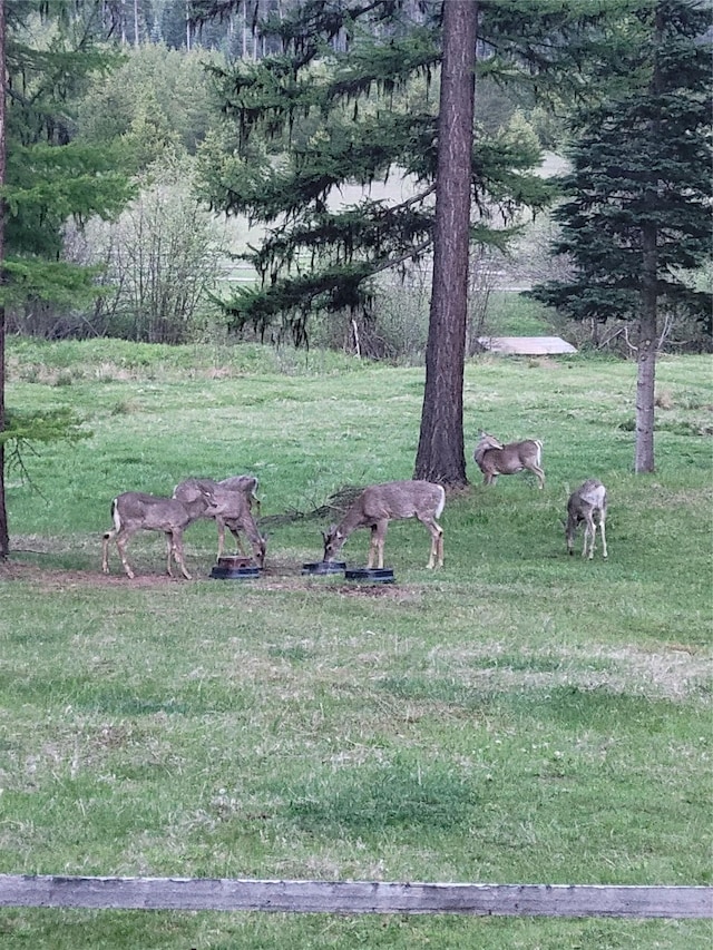 6611 Packer Creek Rd, Haugan, MT 59842 - view of grassy yard