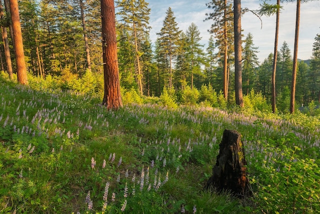 6601 Russian Joe Rd, Missoula, MT 59802 - view of wooded area