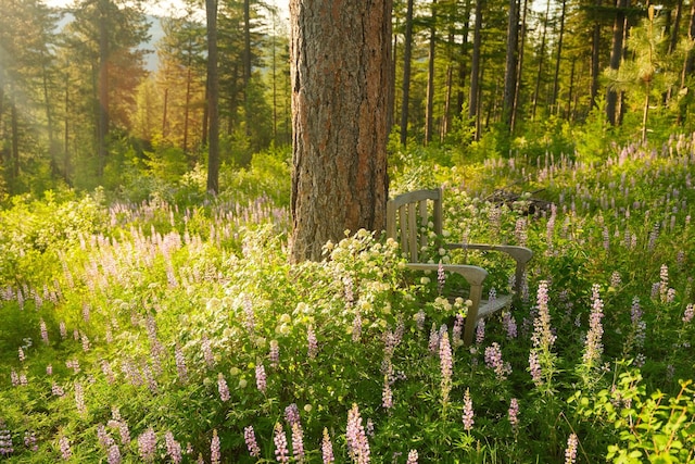6601 Russian Joe Rd, Missoula, MT 59802 - view of tree filled area