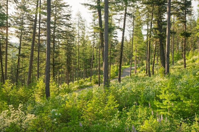 6601 Russian Joe Rd, Missoula, MT 59802 - view of tree filled area
