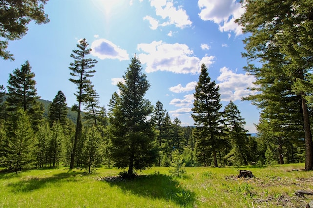 912 Muskrat Rd, Helmville, MT 59843 - view of tree filled area