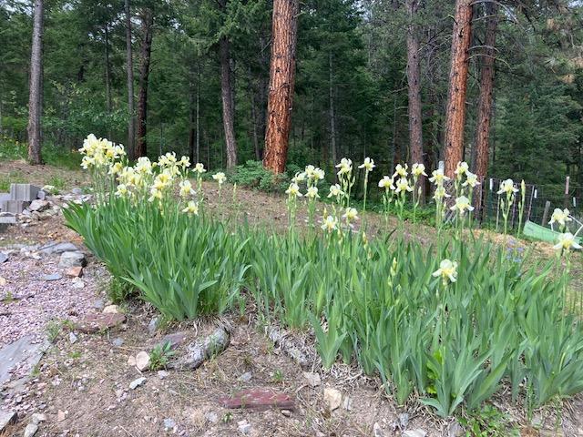22550 Hill Rd, Clinton, MT 59825 - view of yard featuring a wooded view and a garden