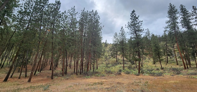 9 Cross Ln, Plains, MT 59859 - view of tree filled area