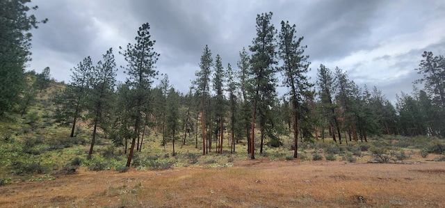 9 Cross Ln, Plains, MT 59859 - view of tree filled area