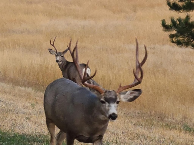 NHN Riley Lane, Florence, MT 59833