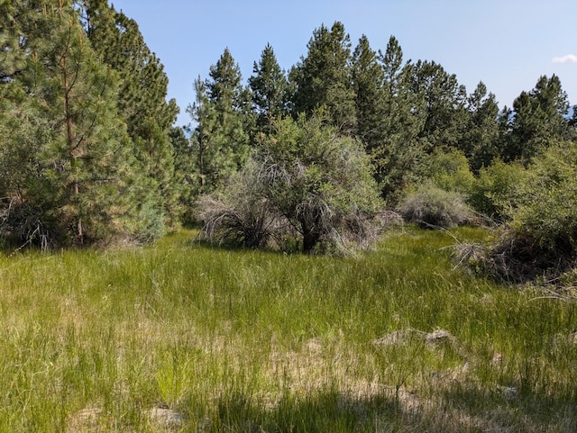3979 Evenson Ln, Stevensville, MT 59870 - view of woods