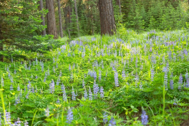 235 Red Meadow Rd, Polebridge, MT 59928 - view of nature