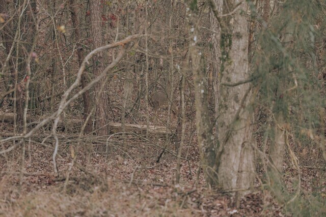 15732 Channel Point Dr, Sale Creek, TN 37373 - photo 10
