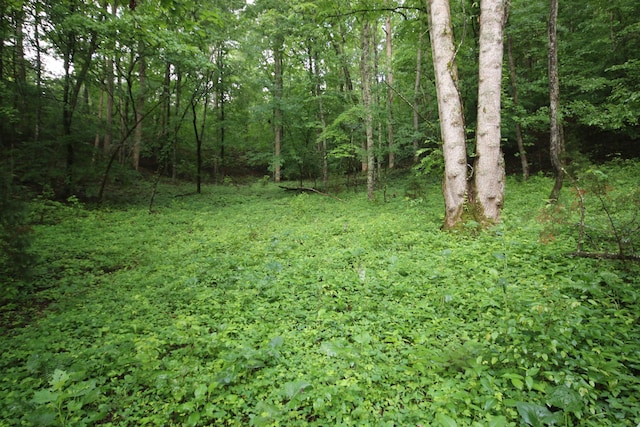 110ACRES Bivens Rd, Tellico Plains, TN 37385 - photo 21