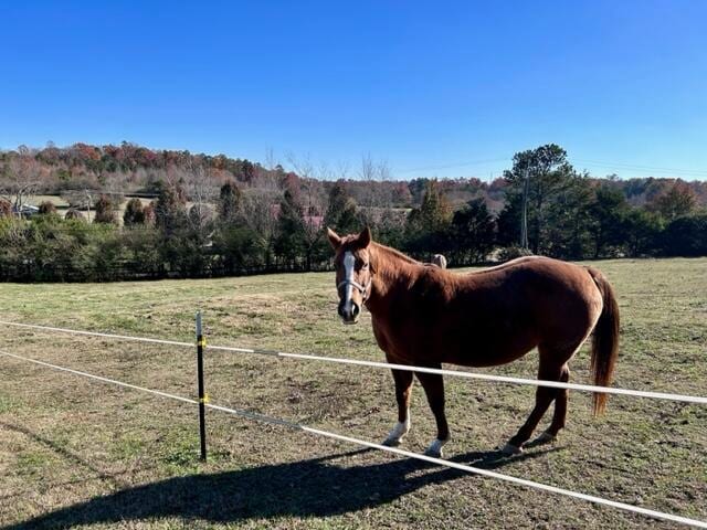 view of stable with a rural view