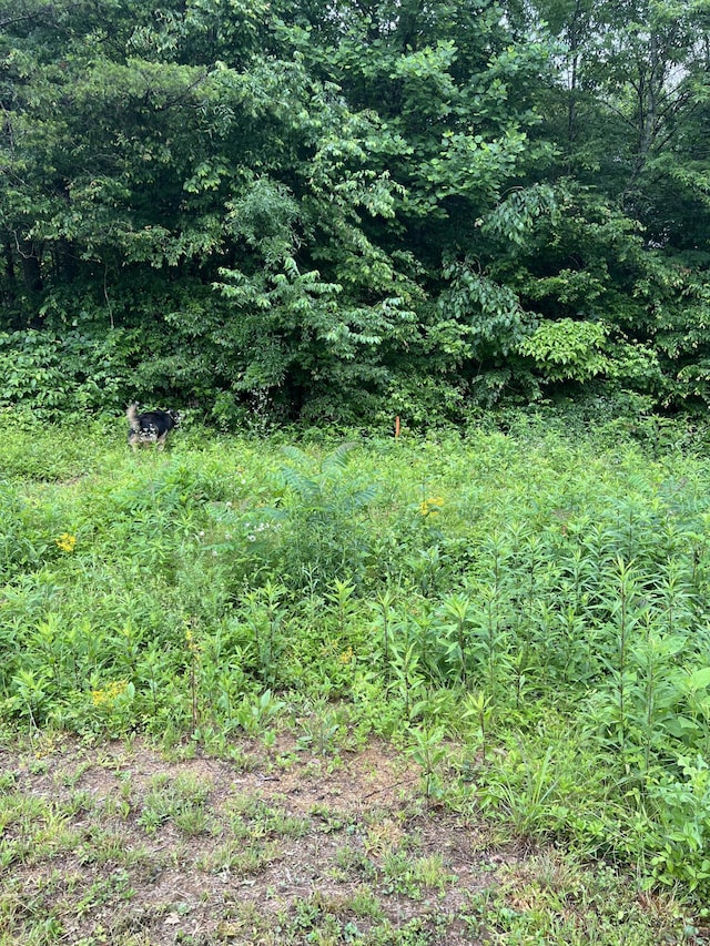 248 Buckner Rd, Delano, TN 37325 - photo 3