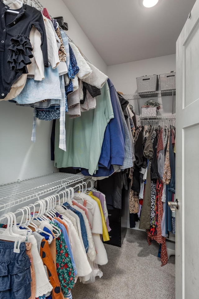 spacious closet featuring carpet