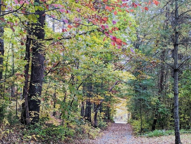 view of local wilderness