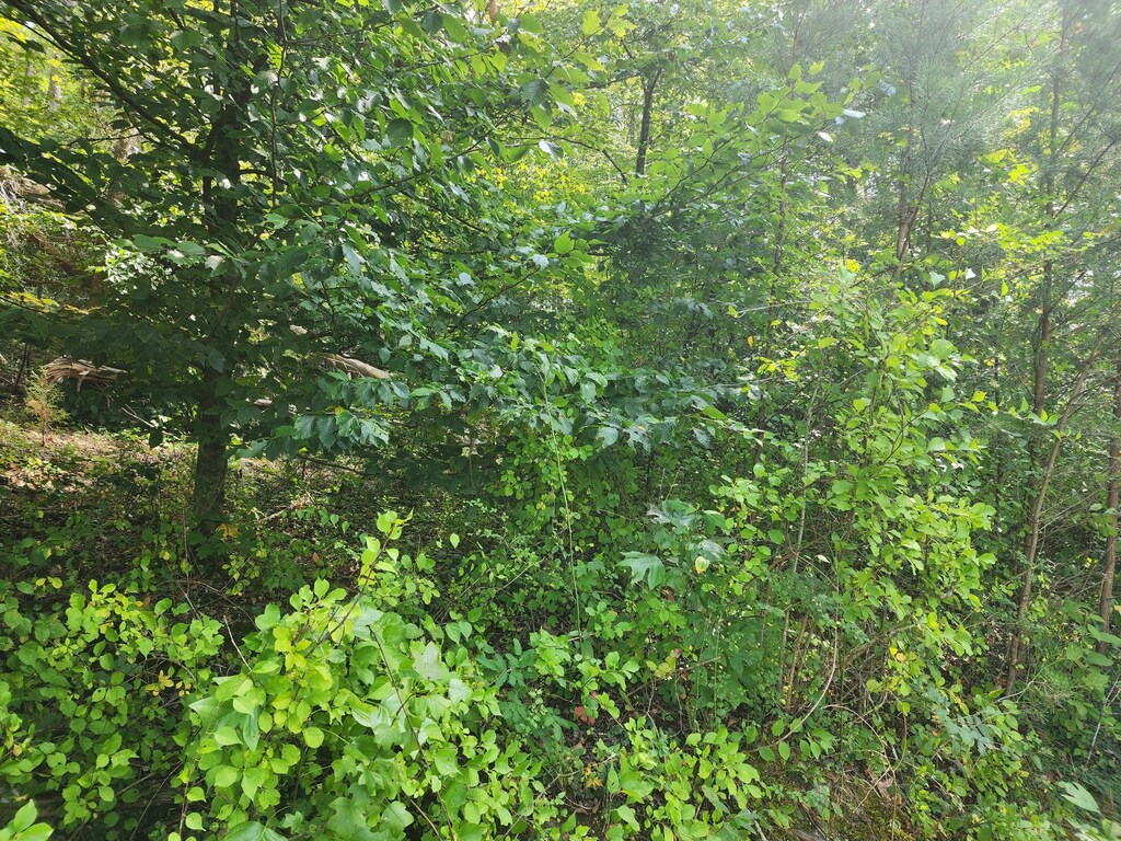 25.2ACRES Spring City Hwy, Rockwood, TN 37854 - photo 3