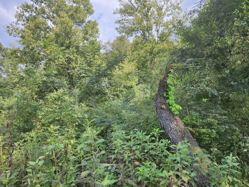 25.2ACRES Spring City Hwy, Rockwood, TN 37854 - photo 2
