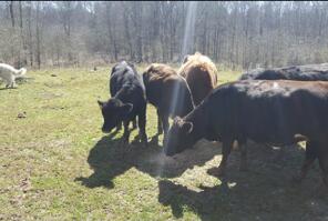 522 Sheep Ranch Rd SE, Cleveland, TN 37323 - photo 50