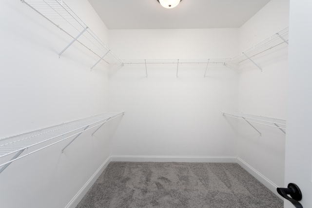 spacious closet featuring carpet flooring