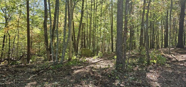 363 Shields Branch Rd, Tellico Plains, TN 37385 - photo 45