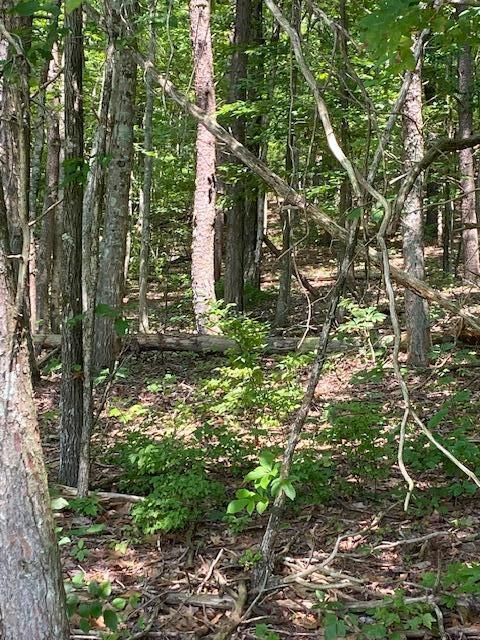 00000 Brayton Mountain Rd, Graysville, TN 37338 - photo 3