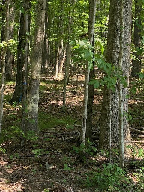 00000 Brayton Mountain Rd, Graysville, TN 37338 - photo 5