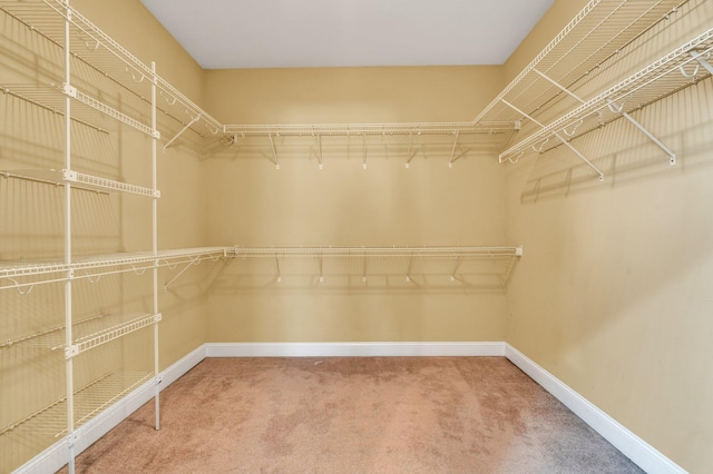 walk in closet featuring carpet floors