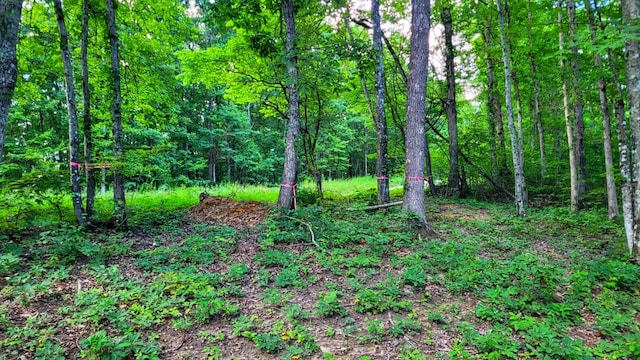 1139 Chestnut Ridge Rd, Spring City, TN 37381 - photo 2