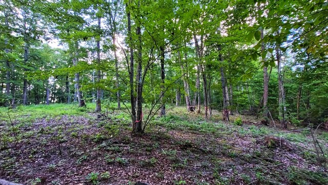 1139 Chestnut Ridge Rd, Spring City, TN 37381 - photo 13